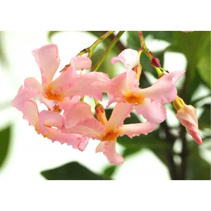 Trachelospermum Pink Showers - Set van 2 - Jasmijn - Pot 17cm - Hoogte 110-120cm 3