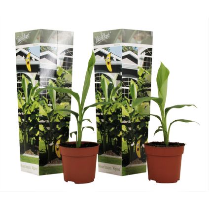 Musa Basjoo - Set de 2 - Plante de banane - Jardin - Pot 9cm - Hauteur 25-40cm