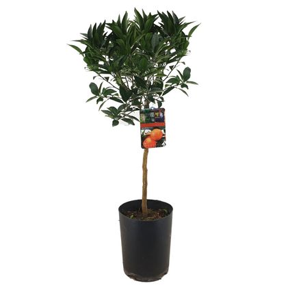 Citrus aurantium Tarocco - Fruitboom - Pot 19cm - Hoogte 90-110cm