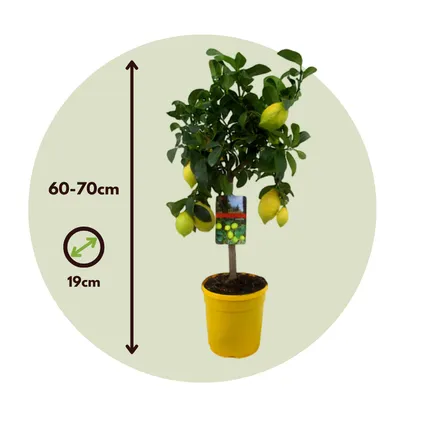 Citrus Limon - Citroenboom - Set van 2 - Pot 19cm - Hoogte 60-70cm 2
