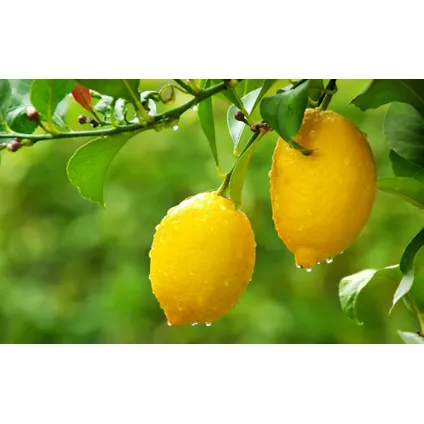 Citrus Limon - Citroenboom - Set van 2 - Pot 19cm - Hoogte 60-70cm 3