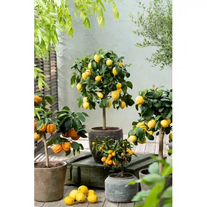 Citrus Limon - Citronnier - Set de 2 - Pot 19cm - Hauteur 60-70cm 4