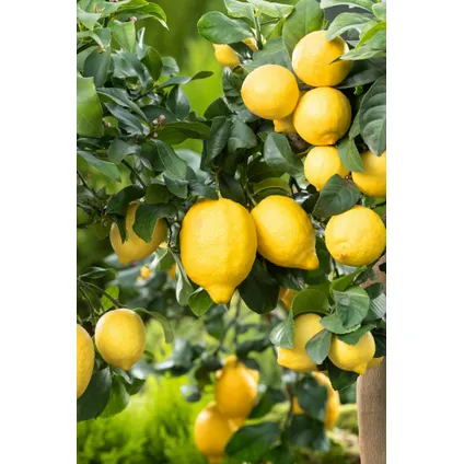 Citrus Limon - Citronnier - Set de 2 - Pot 19cm - Hauteur 60-70cm 5