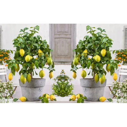 Citrus Limon - Citronnier - Set de 2 - Pot 19cm - Hauteur 60-70cm 6