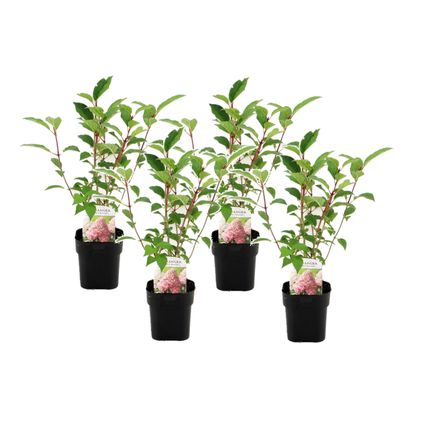 Hydrangea paniculata Vanille-Fraise - Set van 4 - Pot 17cm - Hoogte 25-40cm