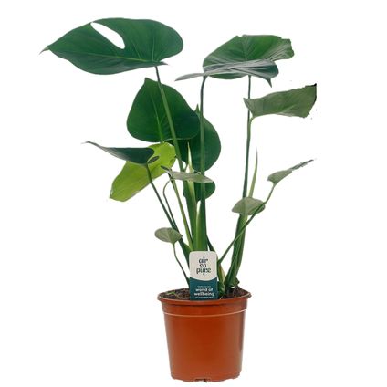 Monstera Deliciosa - Gatenplant - Pot 14cm - Hoogte 45-55cm