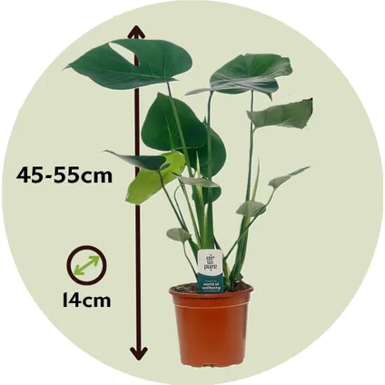 Monstera Deliciosa - Gatenplant - Pot 14cm - Hoogte 45-55cm 2