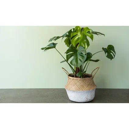 Monstera Deliciosa - Gatenplant - Pot 14cm - Hoogte 45-55cm 4