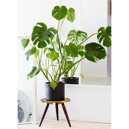 Monstera Deliciosa - Gatenplant - Pot 14cm - Hoogte 45-55cm 5