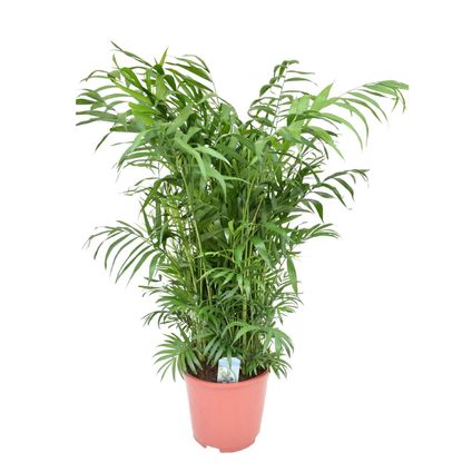 Mexicaanse dwergpalm - Compact groeiende groene palm - Pot 20cm - Hoogte 80-90cm