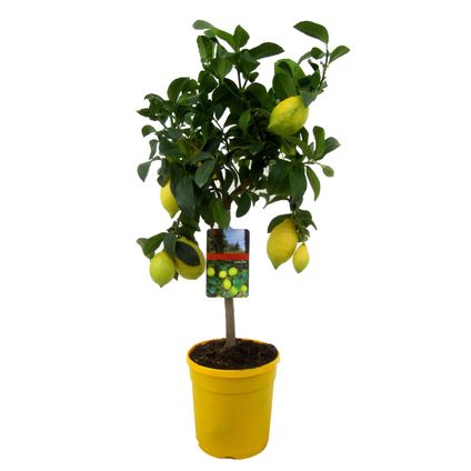 Citrus Limon - Citroenboom - Pot 19cm - Hoogte 60-70cm