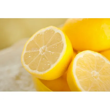 Citrus Limon - Citroenboom - Pot 19cm - Hoogte 60-70cm 5