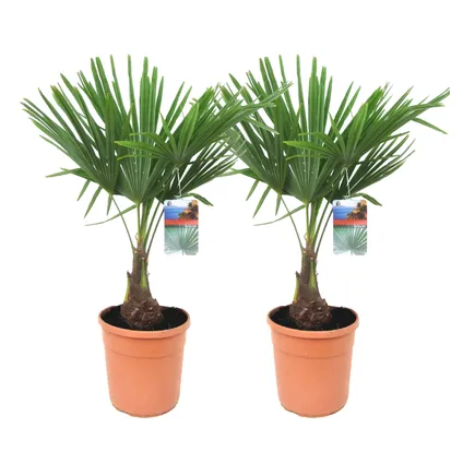 Trachycarpus Fortunei - Set van 2 - Waaierpalmboom - Pot 21cm - Hoogte 65-75cm