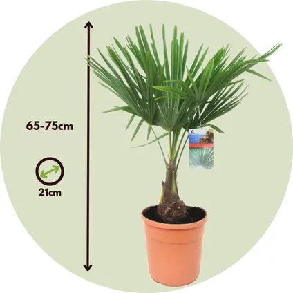 Trachycarpus Fortunei - Set van 2 - Waaierpalmboom - Pot 21cm - Hoogte 65-75cm 2