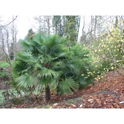 Trachycarpus Fortunei - Set van 2 - Waaierpalmboom - Pot 21cm - Hoogte 65-75cm 3