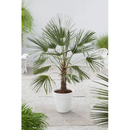 Trachycarpus Fortunei - Set van 2 - Waaierpalmboom - Pot 21cm - Hoogte 65-75cm 5