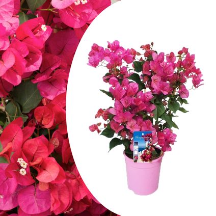 Bougainvillier sur support - Fleurs roses - Pot 17cm - Hauteur 50-60cm