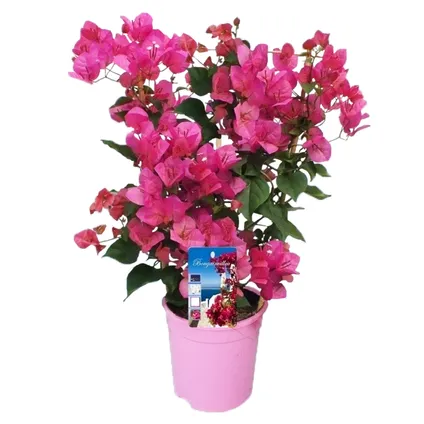 Bougainvillea op rek - Roze bloemen - Klimplant - Pot 17cm - Hoogte 50-60cm