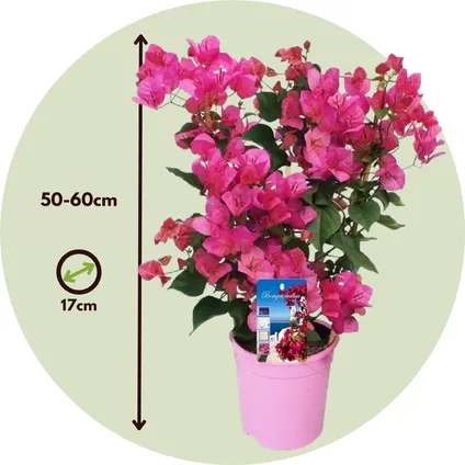 Bougainvillea op rek - Roze bloemen - Klimplant - Pot 17cm - Hoogte 50-60cm 2