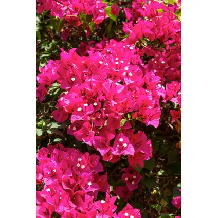 Bougainvillier sur support - Fleurs roses - Pot 17cm - Hauteur 50-60cm 3