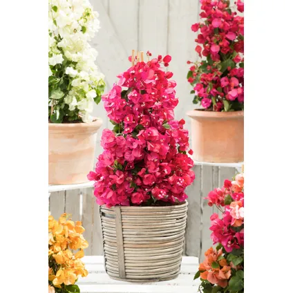Bougainvillier sur support - Fleurs roses - Pot 17cm - Hauteur 50-60cm 5