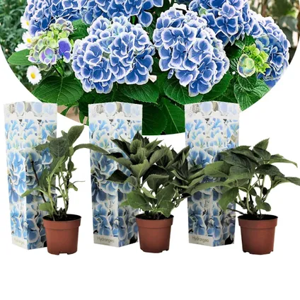 Hydrangea bicolor 'Bavaria' - Blauw - Set van 3 - Pot 9cm - Hoogte 25-40cm