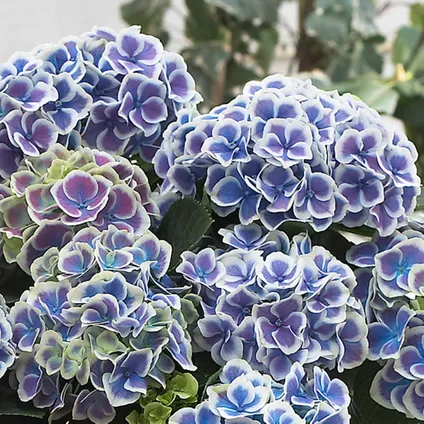Hydrangea bicolor 'Bavaria' - Blauw - Set van 3 - Pot 9cm - Hoogte 25-40cm 3