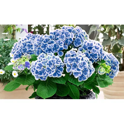 Hydrangea bicolor 'Bavaria' - Blauw - Set van 3 - Pot 9cm - Hoogte 25-40cm 4