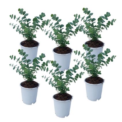 Eucalyptus Pulverulenta 'Babyblauw' - Set van 6 - Pot 12cm - Hoogte 25-40cm