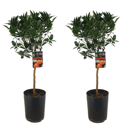 Citrus aurantium Tarocco - Set de 2 - Arbre - Pot 19cm - Hauteur 90-110cm