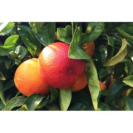Citrus aurantium Tarocco - Set van 2 - Fruitboom - Pot 19cm - Hoogte 90-110cm 3