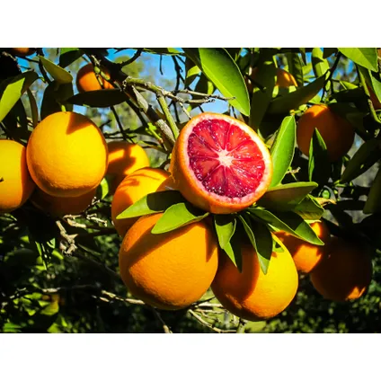 Citrus aurantium Tarocco - Set van 2 - Fruitboom - Pot 19cm - Hoogte 90-110cm 4