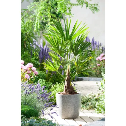Trachycarpus Fortunei - Set de 4 - Palmier éventail - Pot 15cm - Hauteur 35-45cm 4