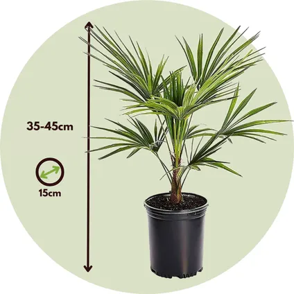 Trachycarpus Fortunei - Set van 2 - Waaierpalmboom - Pot 15cm - Hoogte 35-45cm 2