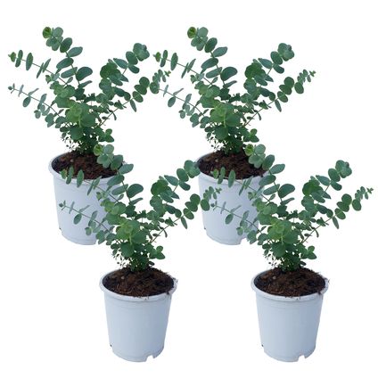 Eucalyptus Pulverulenta 'Babyblauw' - Set van 4 - Pot 13cm - Hoogte 25-40cm