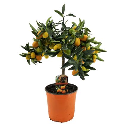 Citrus Kumquat - Citroenboom winterhard - Pot 19cm - Hoogte 50-60cm