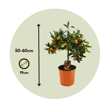 Citrus Kumquat - Citroenboom winterhard - Pot 19cm - Hoogte 50-60cm 2