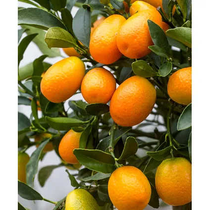 Citrus Kumquat - Citroenboom winterhard - Pot 19cm - Hoogte 50-60cm 3