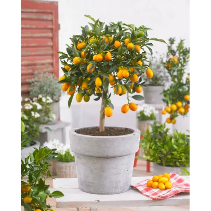 Citrus Kumquat - Citroenboom winterhard - Pot 19cm - Hoogte 50-60cm 4
