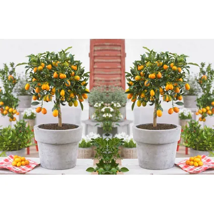 Citrus Kumquat - Citroenboom winterhard - Pot 19cm - Hoogte 50-60cm 6