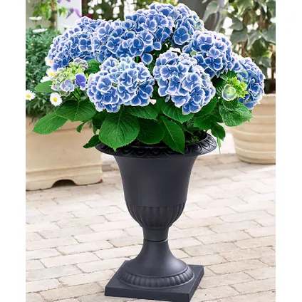 Hydrangea bicolor Bavaria Blauw - Hortensia - Set van 6 - ⌀9cm - Hoogte 25-40cm 5