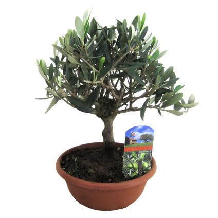 Olea Europaea - Bonsai Olijfboom in Schaal - Pot 21cm - Hoogte 30-40cm