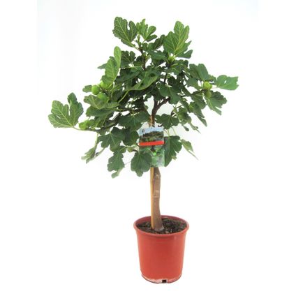 Ficus Carica - Fruitboom - Winterharde Vijgenboom - Pot 21cm - Hoogte 70-90cm