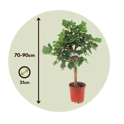 Ficus Carica - Fruitboom - Winterharde Vijgenboom - Pot 21cm - Hoogte 70-90cm 2