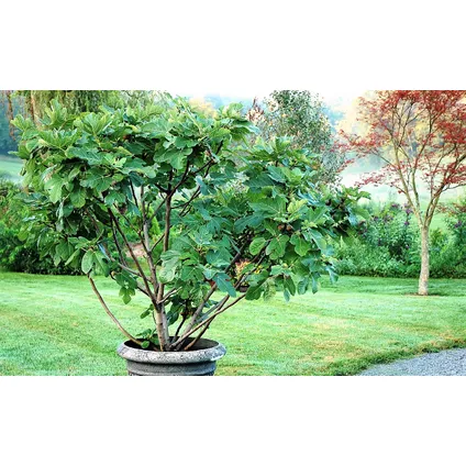 Ficus Carica - Fruitboom - Winterharde Vijgenboom - Pot 21cm - Hoogte 70-90cm 4