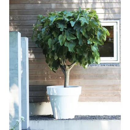 Ficus Carica - Fruitboom - Winterharde Vijgenboom - Pot 21cm - Hoogte 70-90cm 6