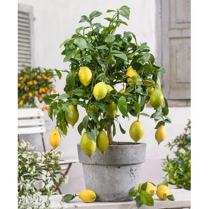 Citrus Limon XL stam - Citroenboom - Pot 19cm - Hoogte 100-120cm 4