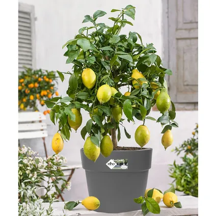 Citrus Limon XL stam - Citroenboom - Pot 19cm - Hoogte 100-120cm 6