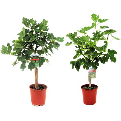 Ficus Carica - Set van 2 fruitbomen - Pot 21cm - Hoogte 70-90cm