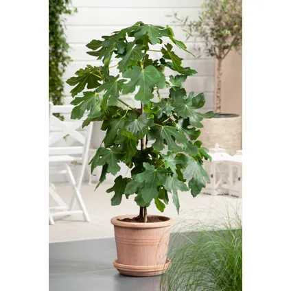 Ficus Carica - Set van 2 fruitbomen - Pot 21cm - Hoogte 70-90cm 4
